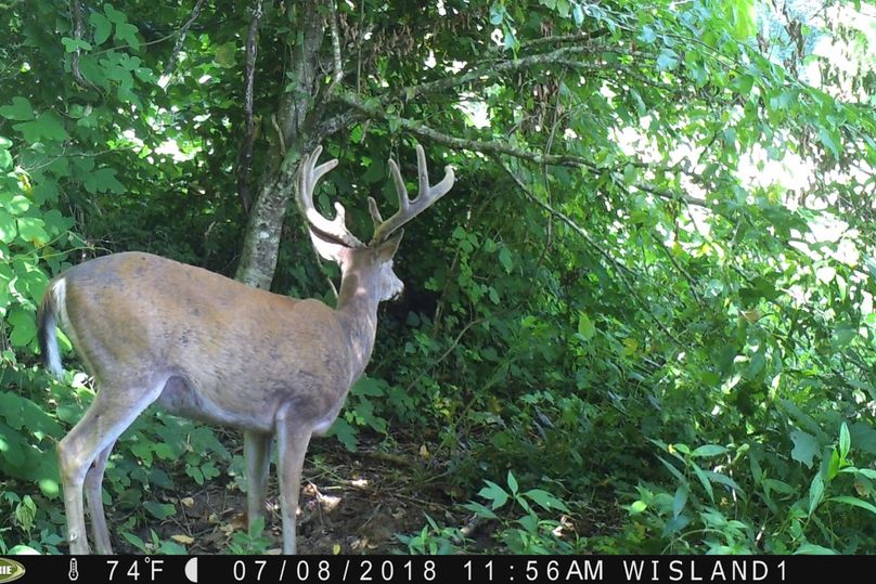 021 good looking velvet buck on his feet during daylight