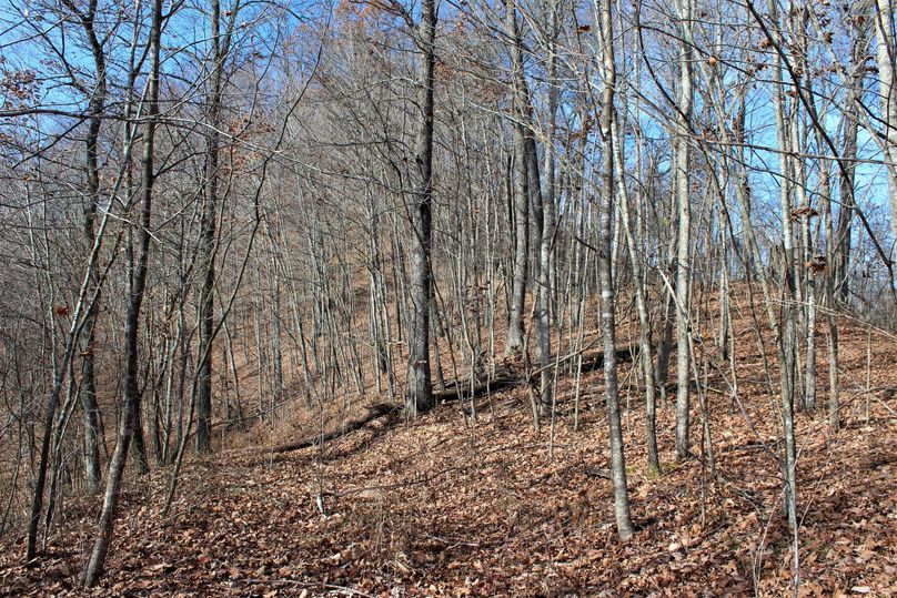 016 nice timber along a south facing slope
