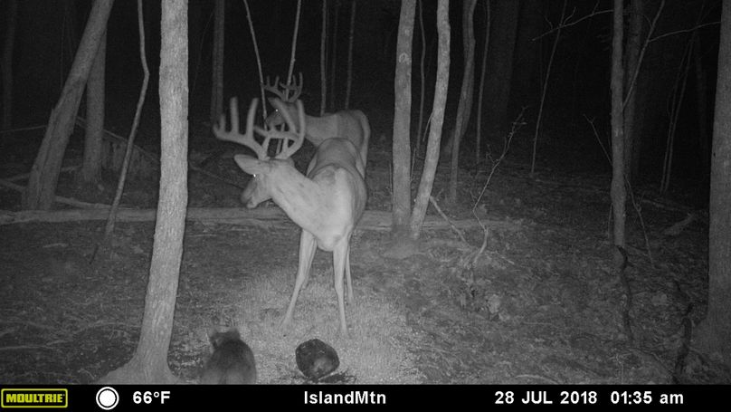 006 a couple of the bucks at a mineral lick