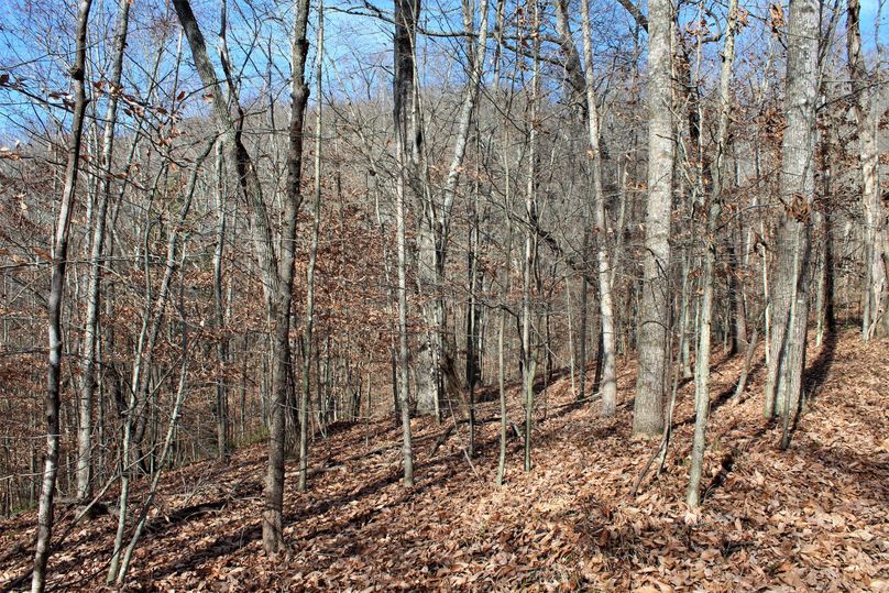 003 good stand of timber throughout much of this property