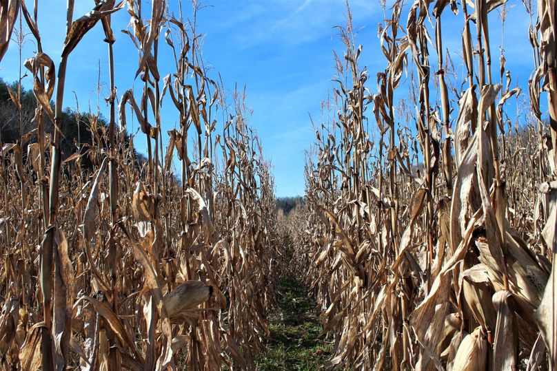 008 looking west down the cornfield rows
