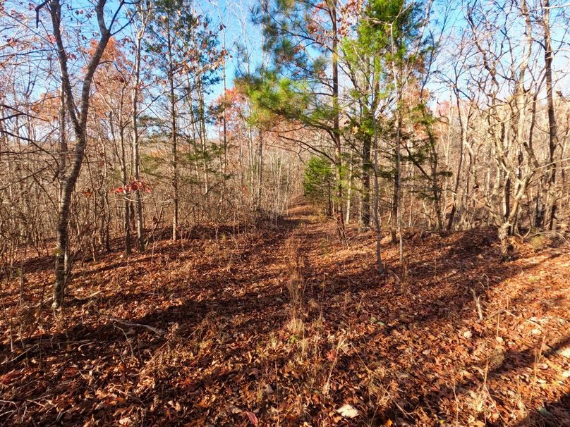 00017 - Excellent trail system throughout the property
