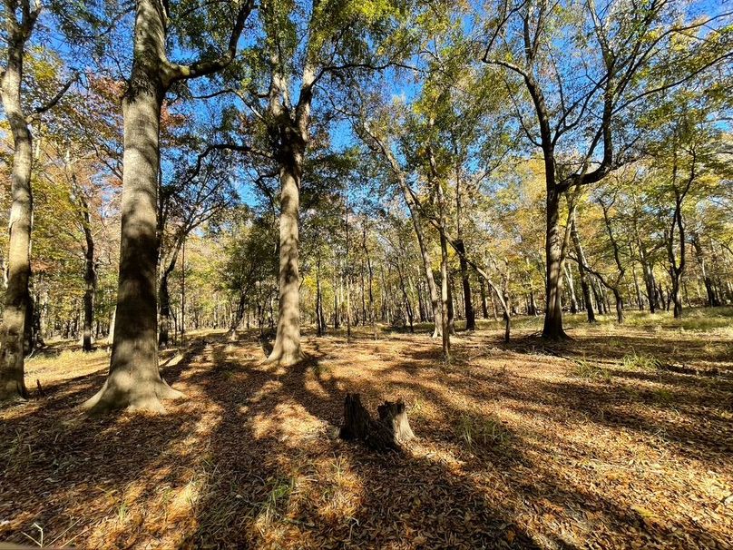 B1D0B8AD-0CAC-499D-8236-2A6F4C8040DA_1_105_c