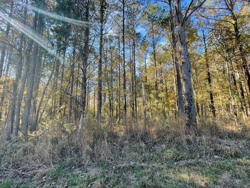 4775B223-709B-491A-BA88-E2D8DC0B60D2_1_105_c