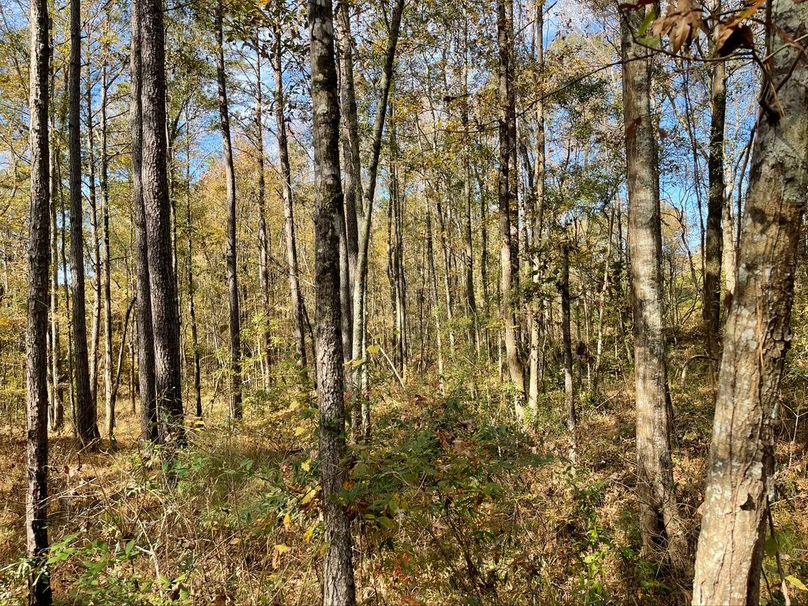 2D354582-DB5D-4E4E-BEAA-C1AF8F662959_1_105_c