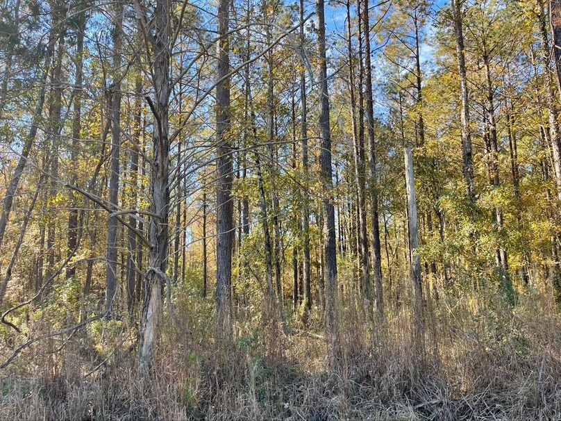 85DF1CA0-B519-4953-82AA-EE640CEE6732_1_105_c