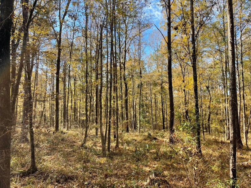 20814D3B-14D8-4E53-B295-5FD7DABF498B_1_105_c