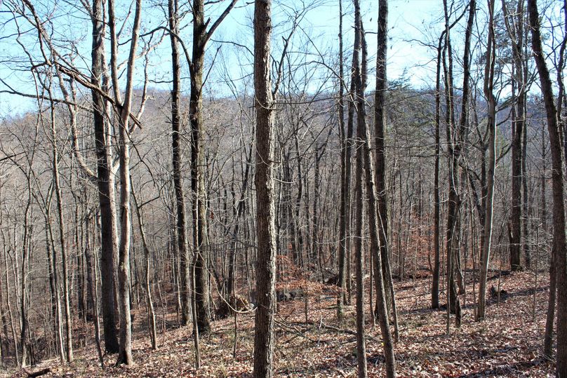 008 forested mid elevation slope area near the east boundary