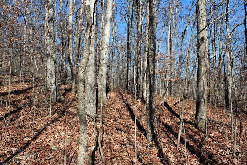 019 forested area in lower to mid elevation along the west boundary