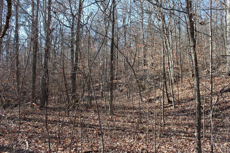 009 some of the gentle sloping areas near KY 11 perfect for home or cabin sites