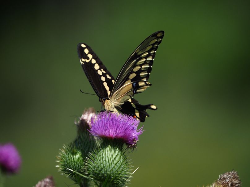 Schuyler_89.13_Mehta_Photos_95