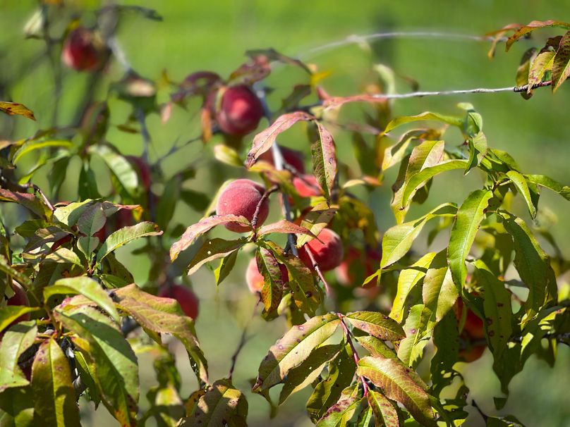 Schuyler_89.13_Mehta_Photos_106