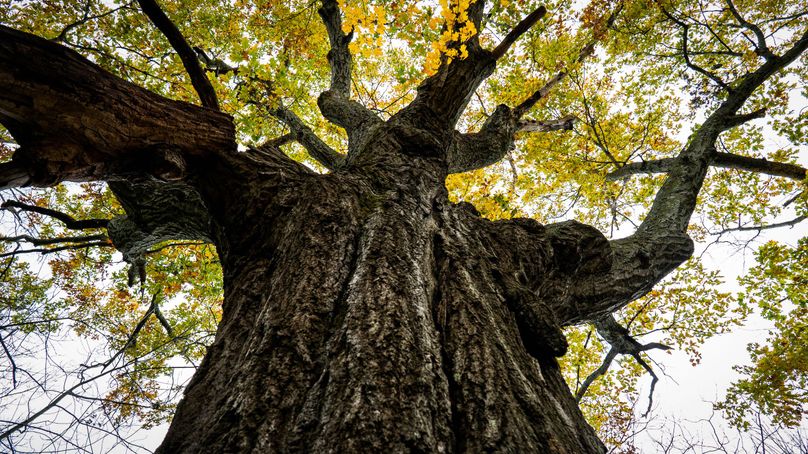 Schuyler_89.13_Mehta_Photos_62