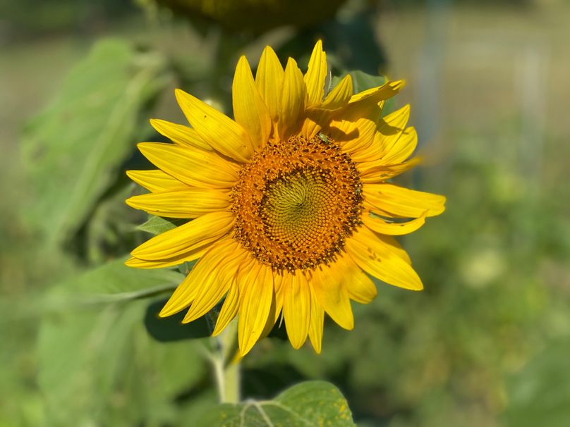 Schuyler_89.13_Mehta_Photos_111