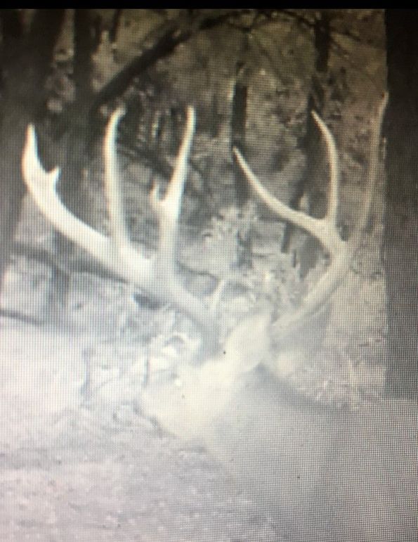 Elm Fork Buck 2 Insane Left