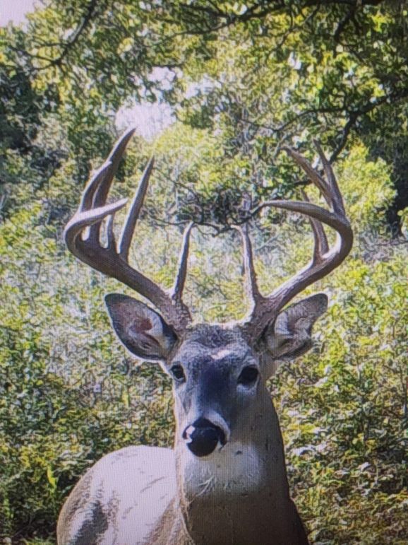 Elm Fork Buck 1 12pt Season