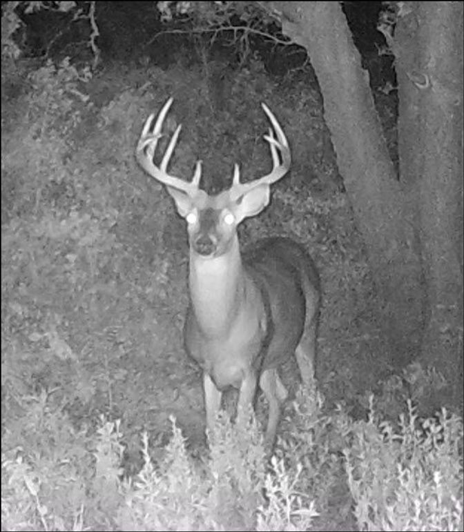 Elm Fork Buck 8 Perfect 10 Front