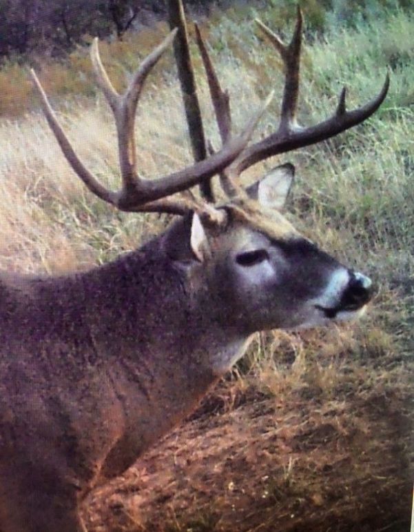 Elm Fork Buck 7 Split G3s Day