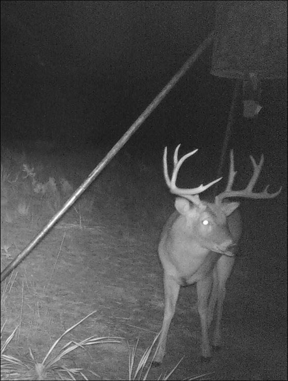 Elm Fork Buck 7 Split G3s Night