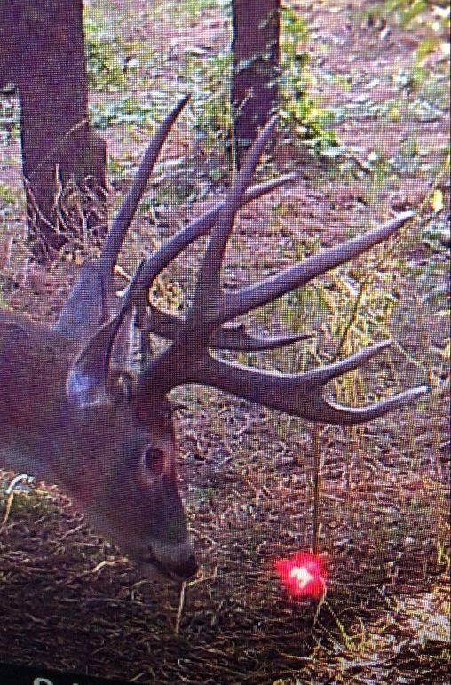 Elm Fork Buck 3 Split G2 Right