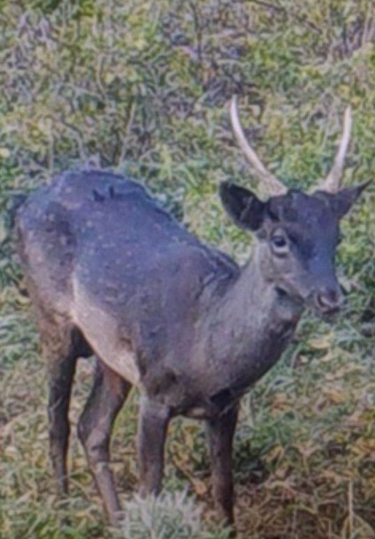 Elm Fork Exotic Sitka Buck Front