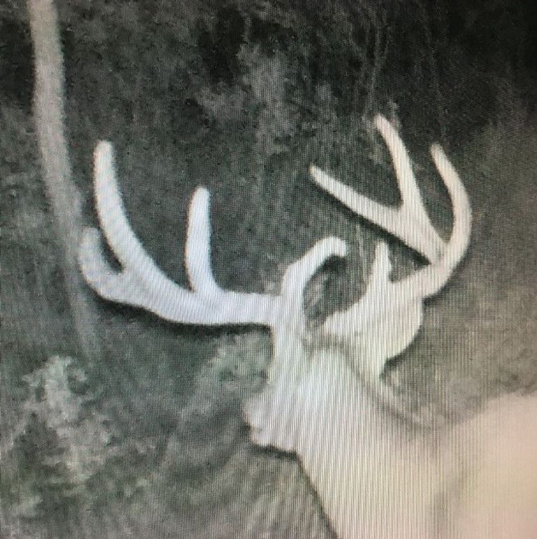 Elm Fork Buck 4 Crazy Eight