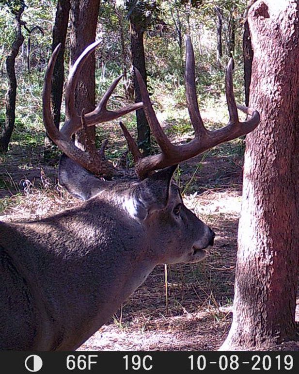 Elm Fork Buck 5 Big 10 Right