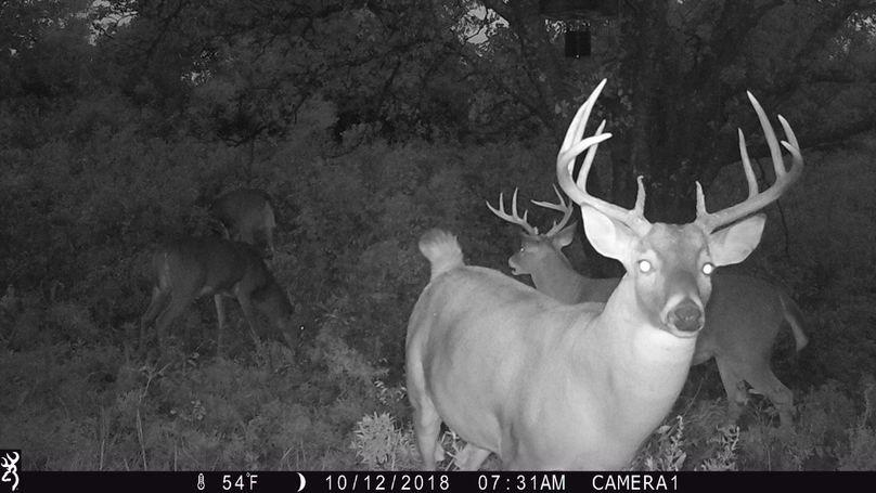 Elm Fork Bachelor Bucks