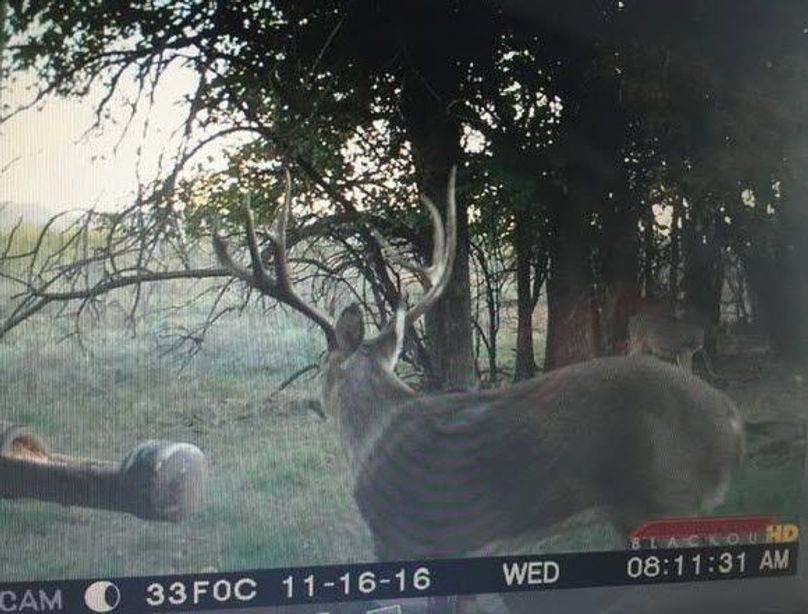 Elm Fork Buck 2 Insane Back