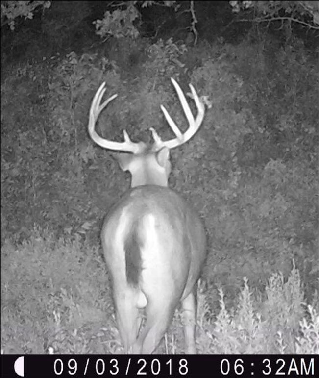 Elm Fork Buck 8 Perfect 10 Back