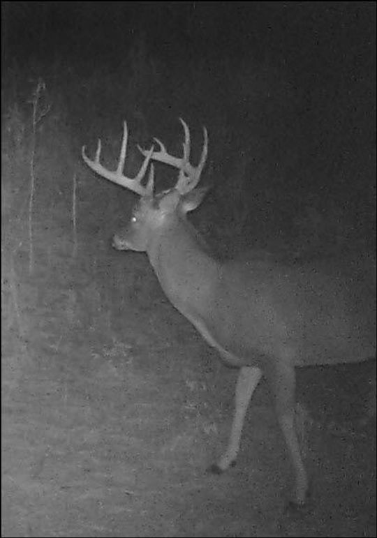 Elm Fork Buck 11 11pt Left