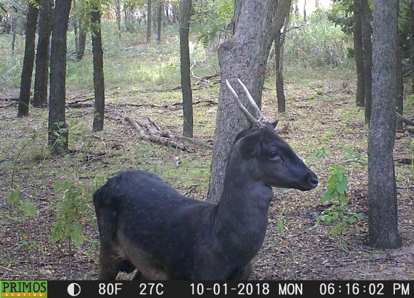 Elm Fork Exotic Sitka Buck Right