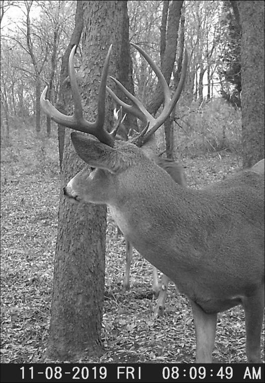 Elm Fork Buck 7 Split G3 Left