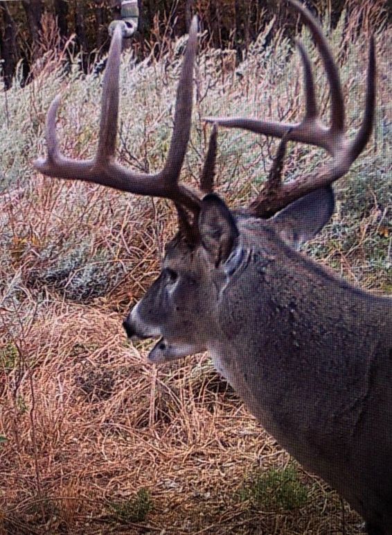 Elm Fork Buck 5 Big 10 Left