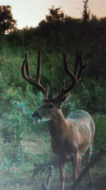 Elm Fork Buck 2 Insane Velvet