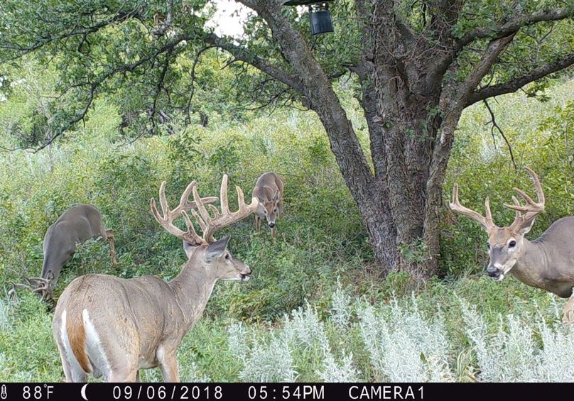 Elm Fork Buck 1 12pt Velvet