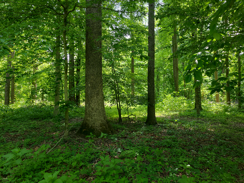 26.48ac_McKenneyLn_QAnnes_37