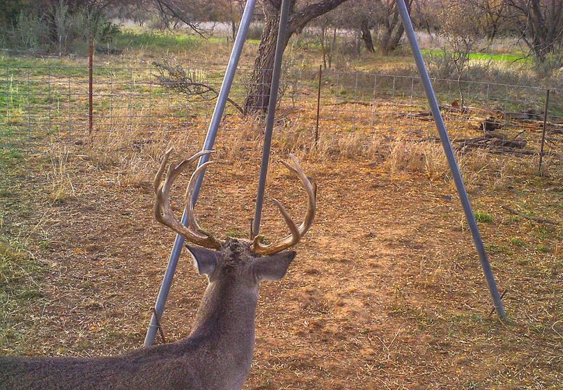 Brazos River Bottom Hunting Paradise Whitetail Properties