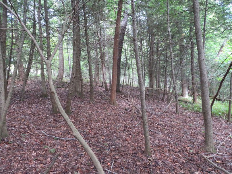 Wooded Area (6)