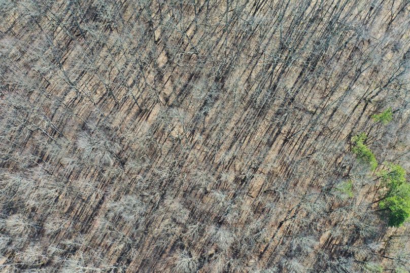 024 aerial drone shot looking straight down