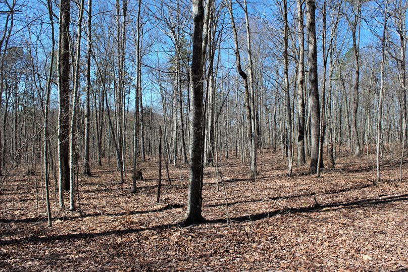 003 hardwood flat along the a secondary point near the south boundary