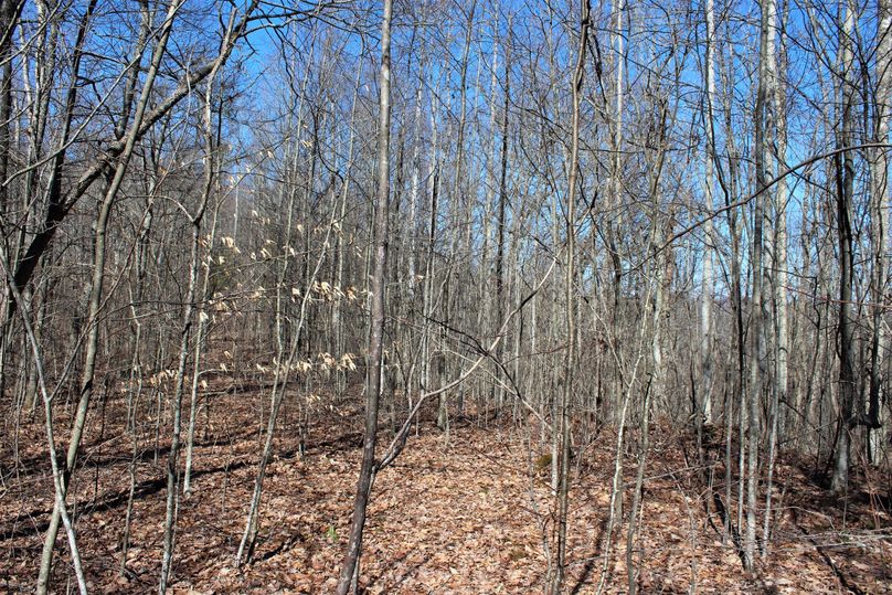 007 some new regeneration growth in the southwest corner of the property