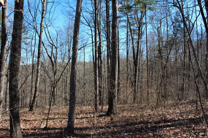 015 hardwood and pine mix on a west facing slope