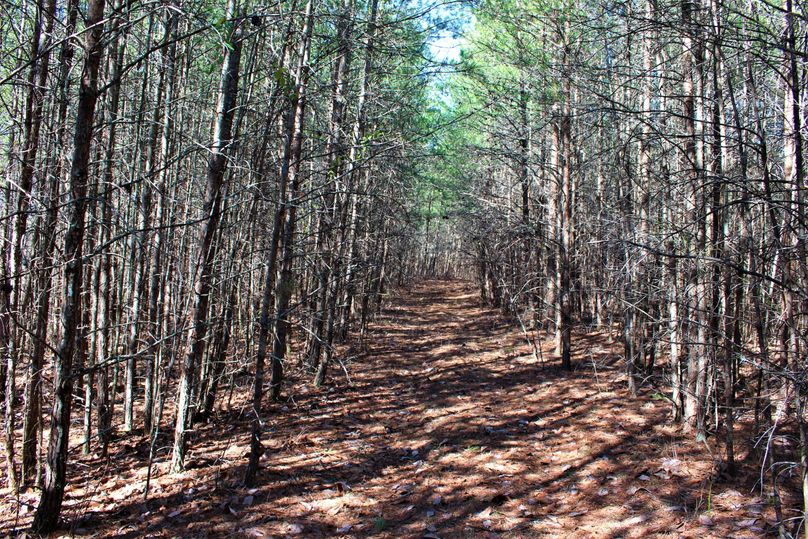 021 cool road leading through a stand of young pines along the west ridge near the ponds
