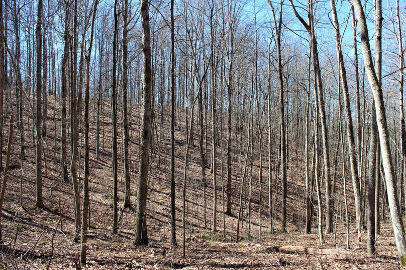 023 open valley hardwood draw in the south portion of the property