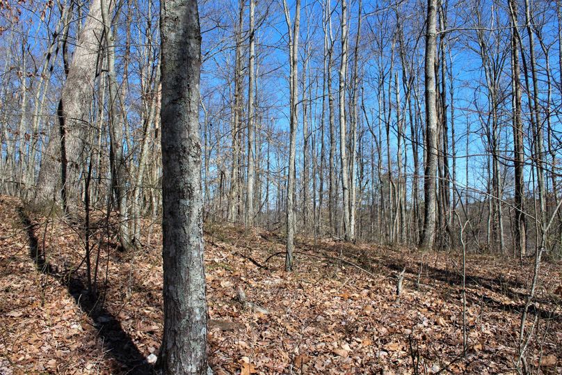 027 mix of open hardwoods on a north facing flat