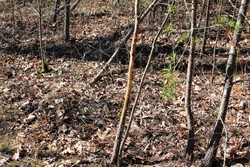 029 more good deer sign