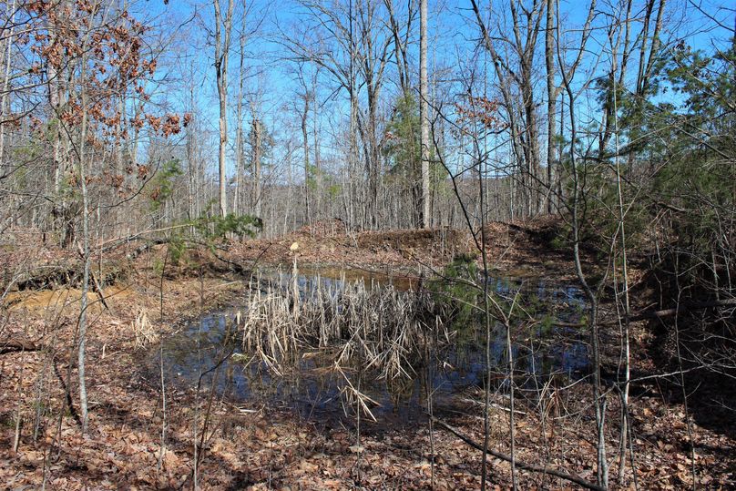 014 the smallest of 3 ponds, more like a wildlife watering hole