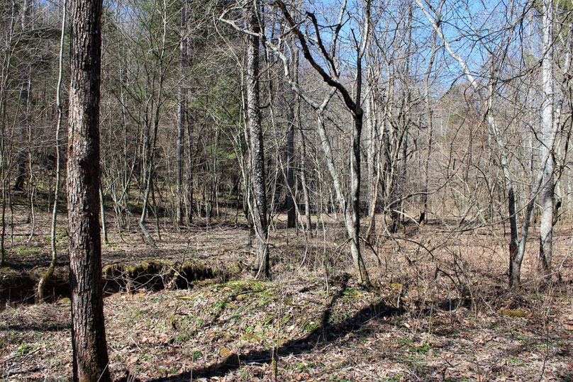 025 wooded valley floor in the footprint of the homestead