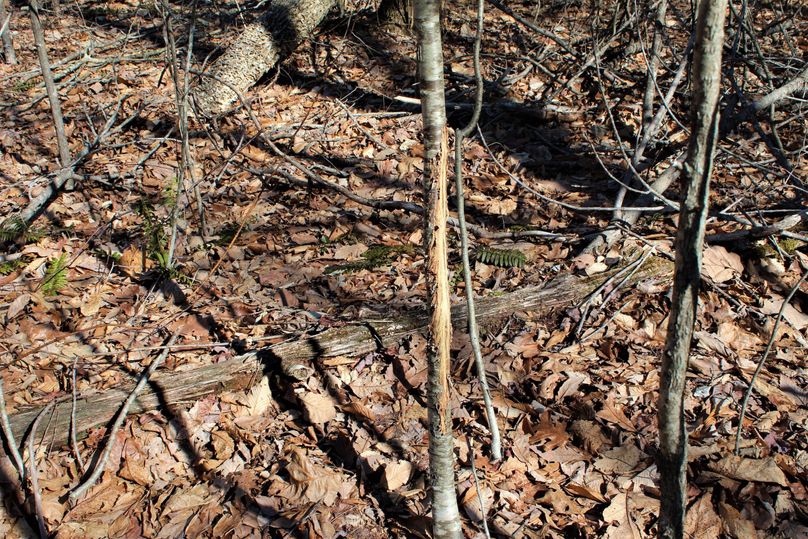 004 yes, that is exactly what you think it is!!